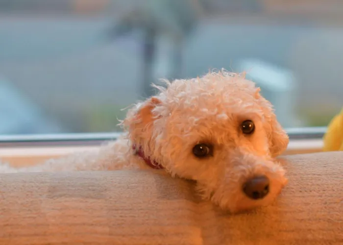 Mit Garten Und Spielplatznutzung By Interhome Apartment